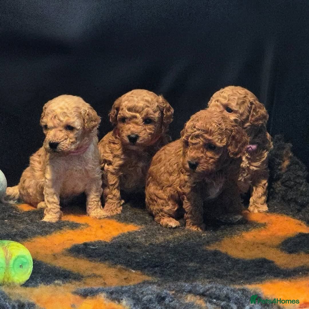 Toy Poodle dogs for sale: Toy Poodle Puppies for Sale - Image 3