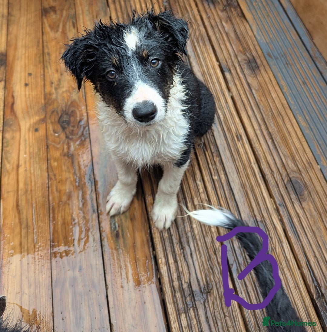 Mixed Breed dogs for sale: READY NOW.Only 2 left Border collies/kelpie pups - Image 3