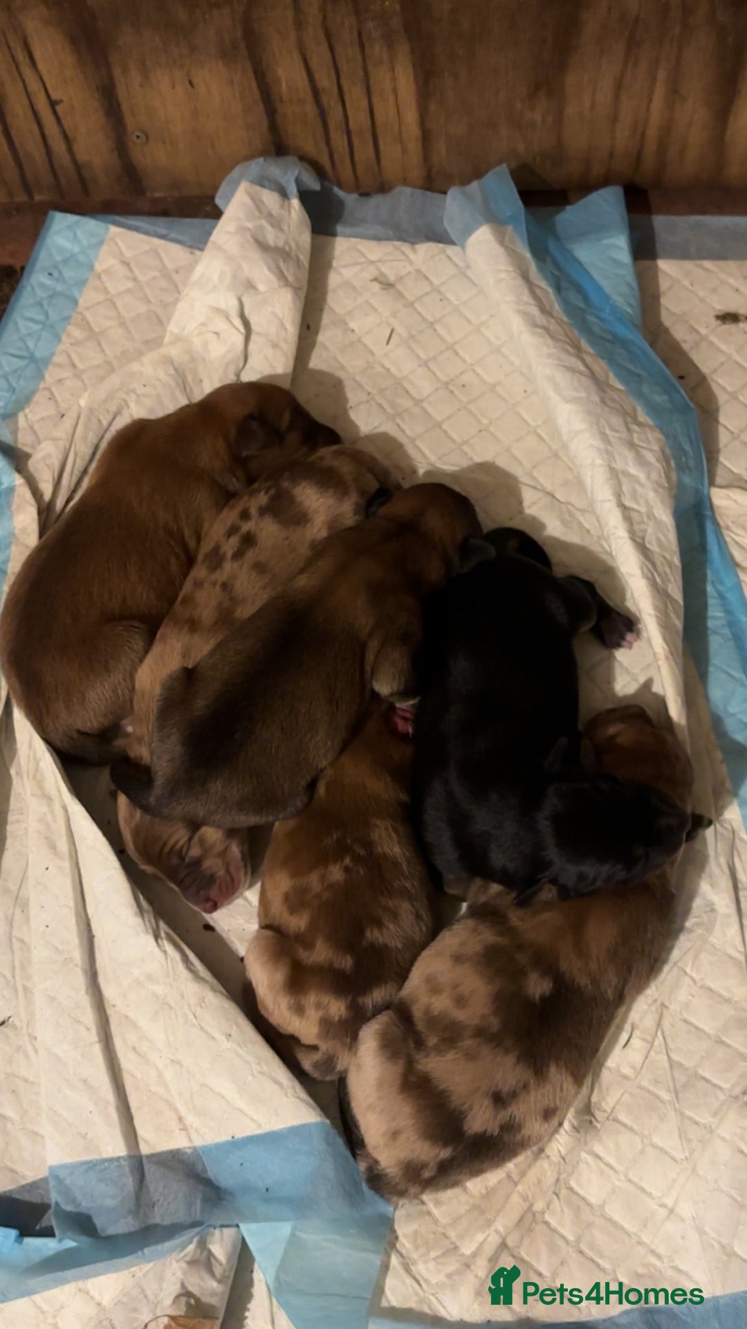 Mixed Breed dogs for sale: Border collie x Australia kelpie pups  - Image 5