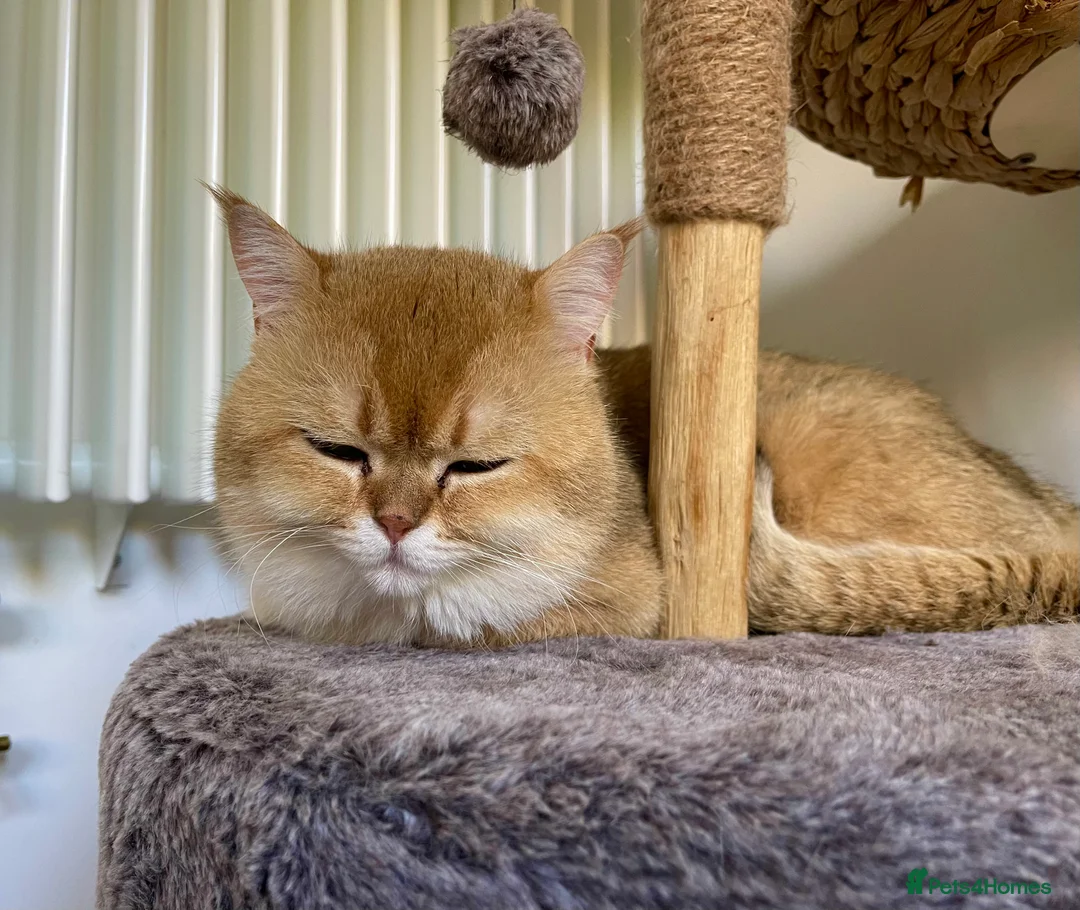 Scottish Fold cats for stud: NY12 GOLDEN CHINCHILLA SCOTTISH FOLD MALE FOR STUD - Advert 6