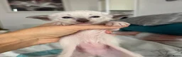 Oriental cats for sale: Oriental/can DELIVER  - Advert 6