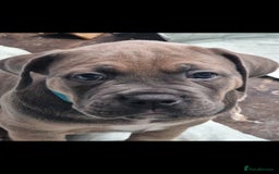 Cane Corso dogs for sale: Excellent Formentino Corso male puppies for sale.  - Image 4