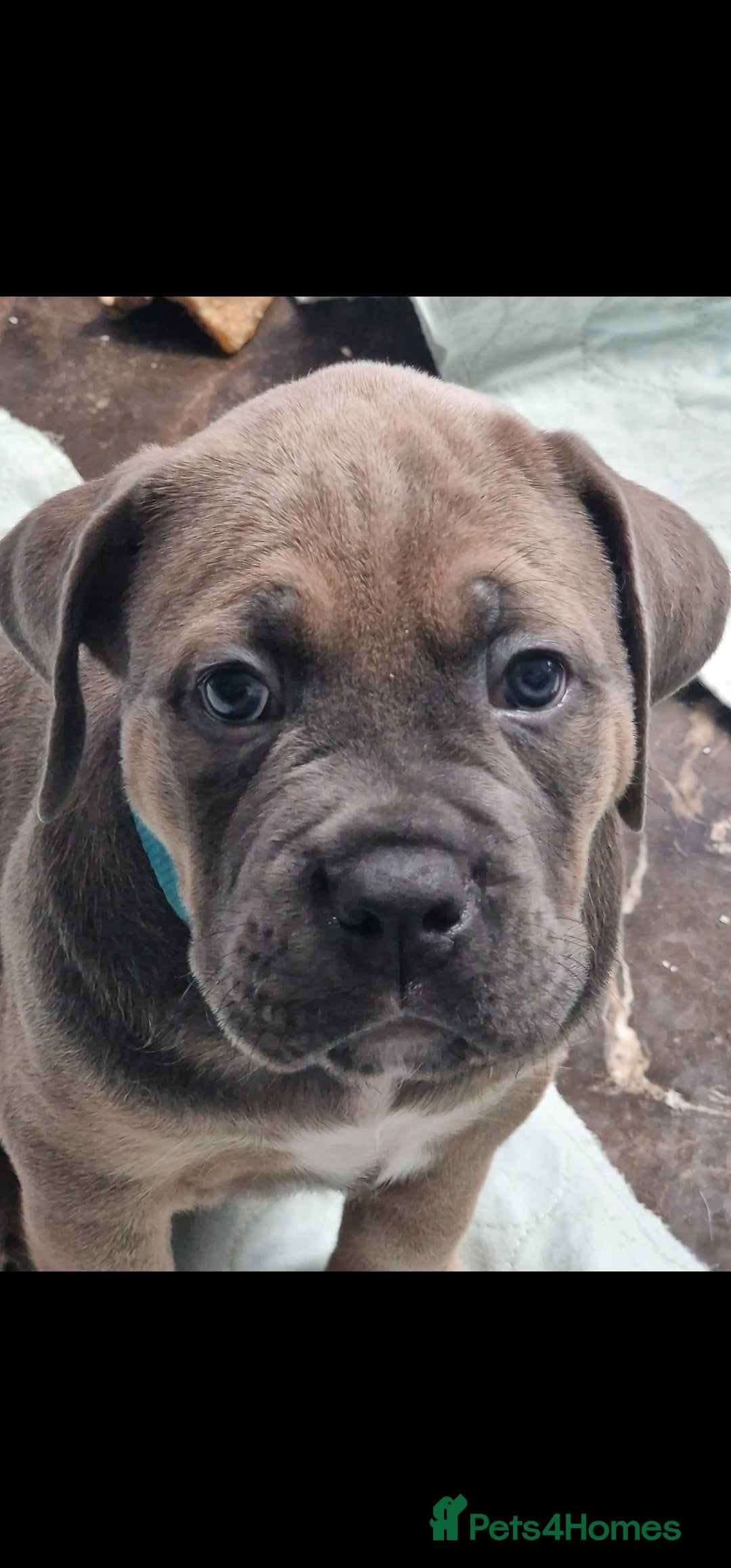 Cane Corso dogs for sale: Excellent Formentino Corso male puppies for sale.  - Image 4