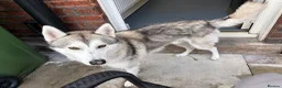Siberian Husky dogs for sale: Male Siberian husky  in Leigh - Advert 1