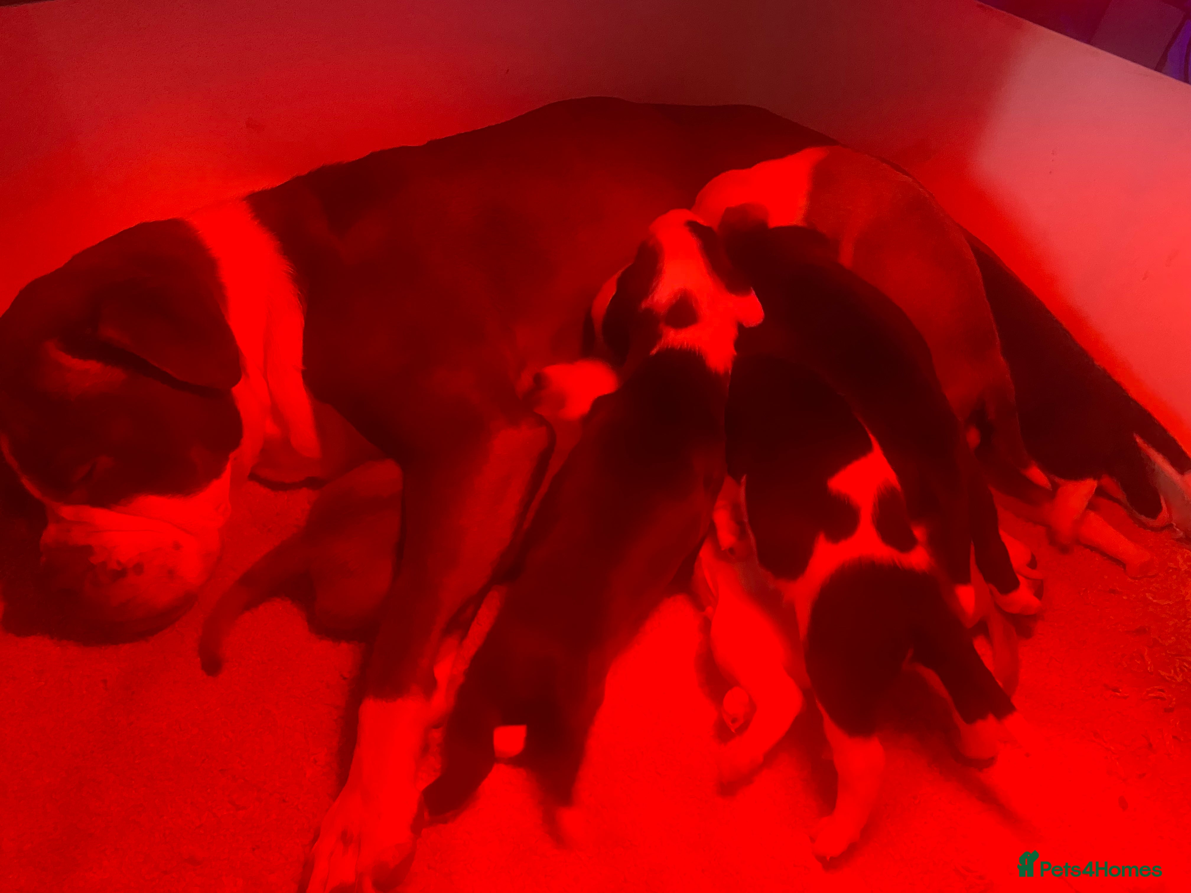 Staffordshire Bull Terrier dogs Beautiful litter of 10  - Advert 7