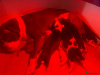 Staffordshire Bull Terrier dogs Beautiful litter of 10 - Advert 7