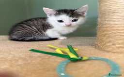 Mixed Breed cats for sale: Mixed Kitten - Image 3