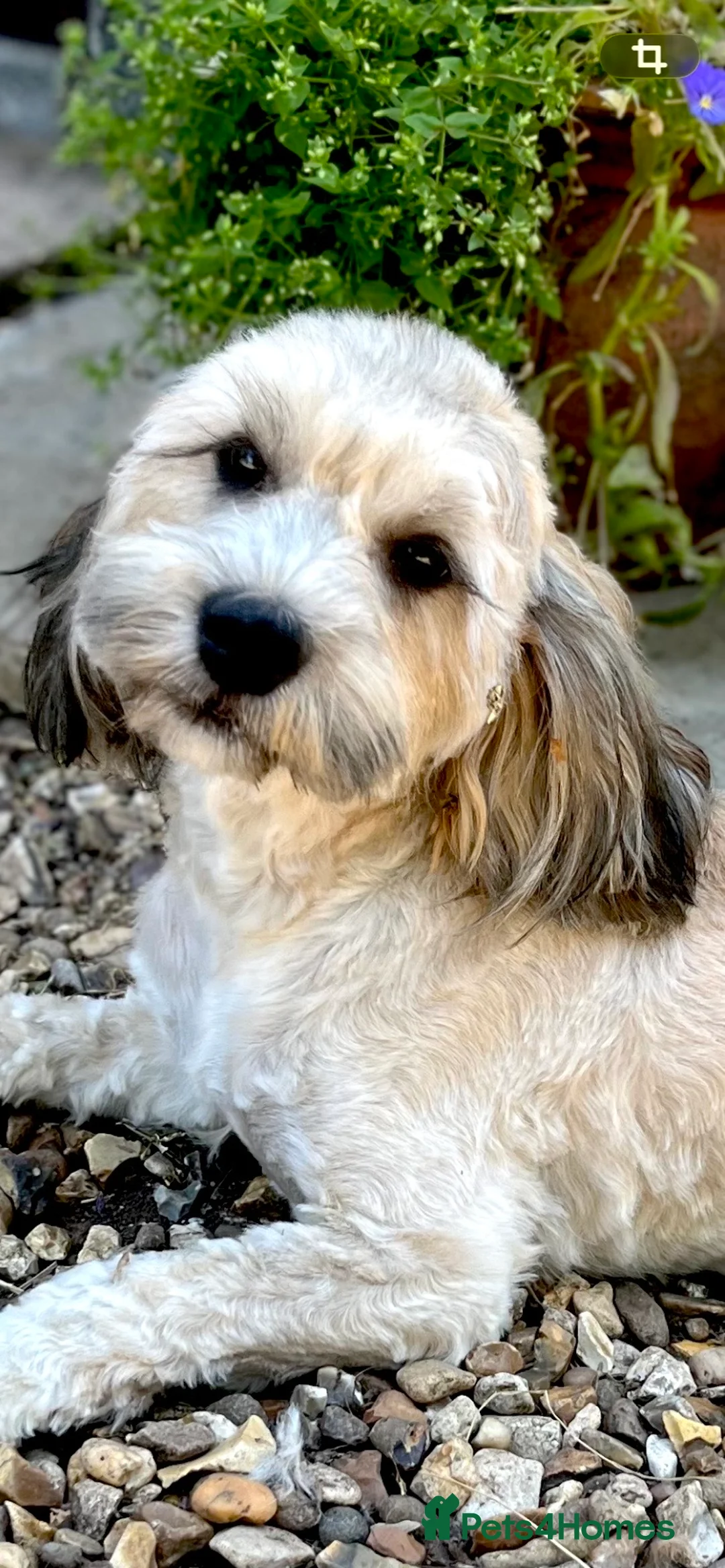 Maltipoo dogs for stud: 🌟HEALTH TESTED MED/SMALL BREED STUD DOGS  🌟 - Advert 2