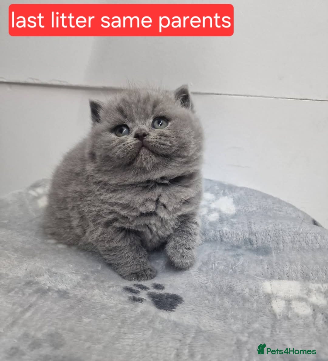 British Shorthair cats for sale: Chunky champion Gccf british shorthair kittens in Bradford - Advert 5