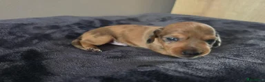 Miniature Dachshund 1