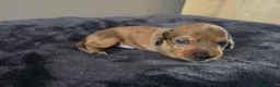 Miniature Dachshund dogs for sale: Beautiful Miniature Dachshund Boys, fab colourings in Bridgnorth - Advert 13