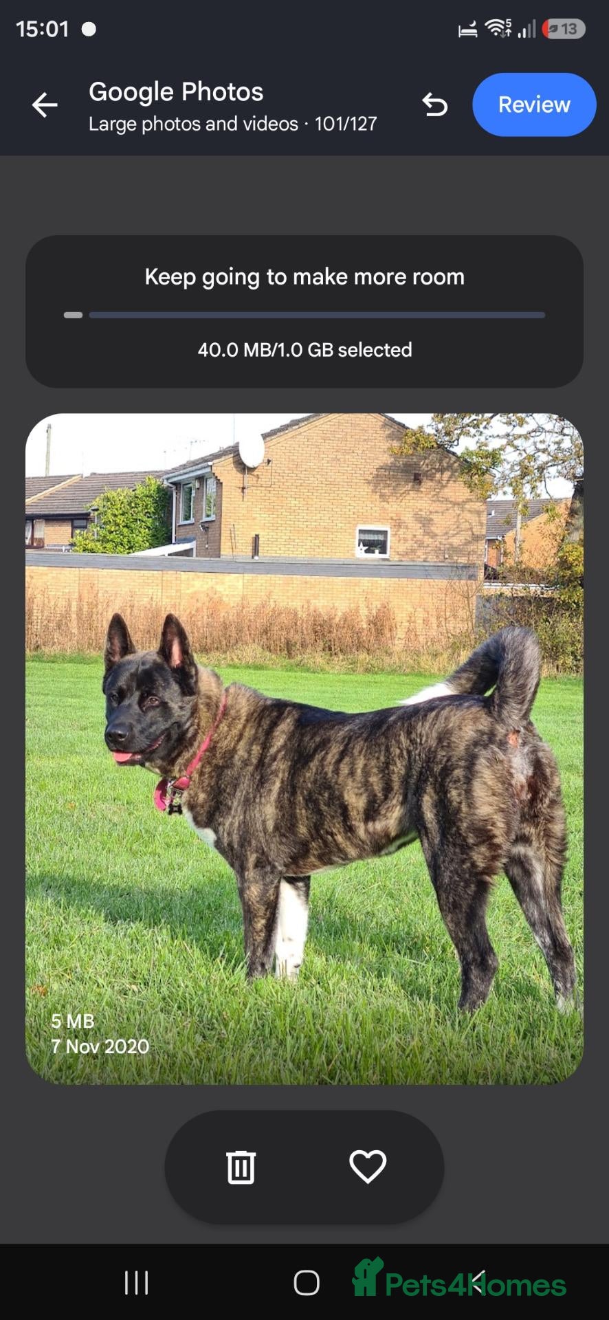 Akita dogs for sale: Free to a good home - Advert 1