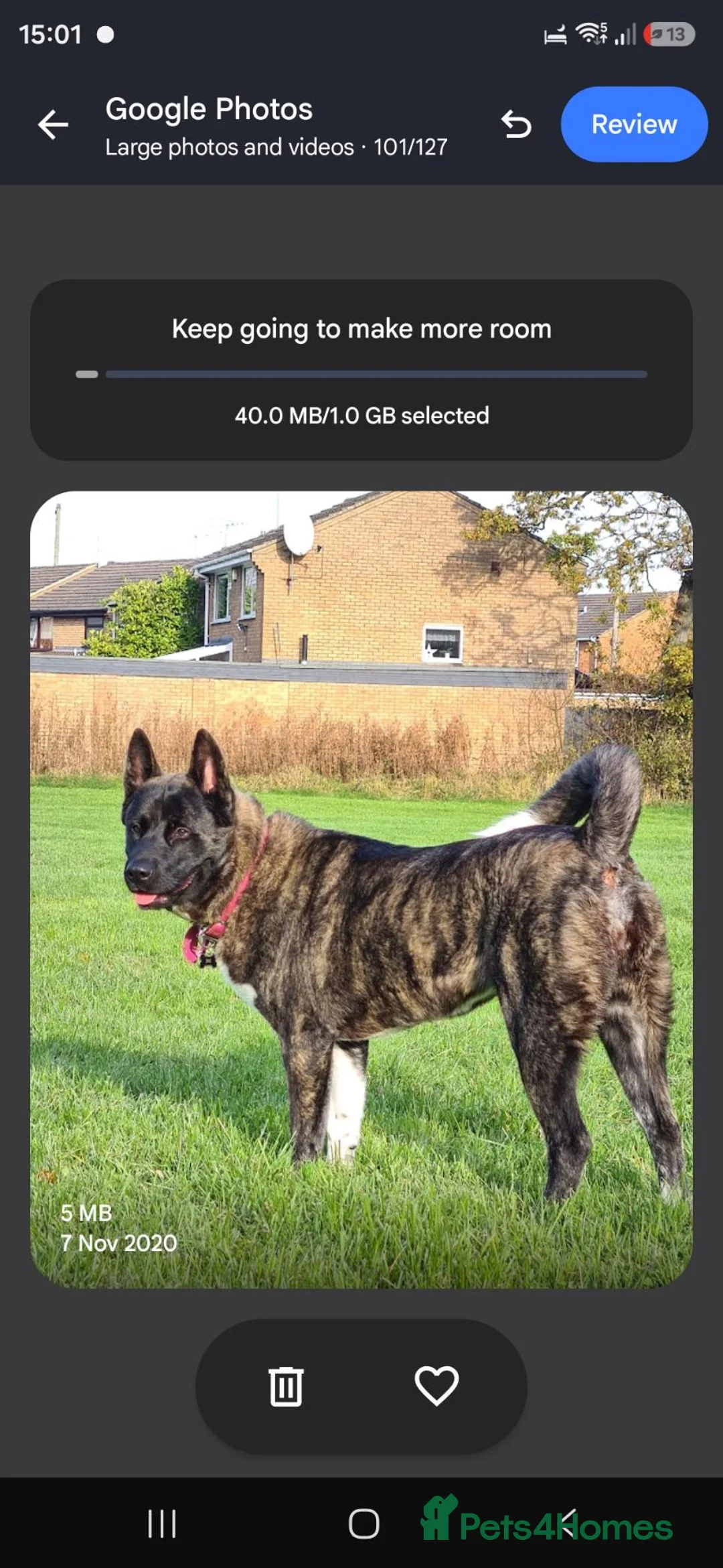 Akita dogs for sale: Free to a good home in Nuneaton - Advert 1
