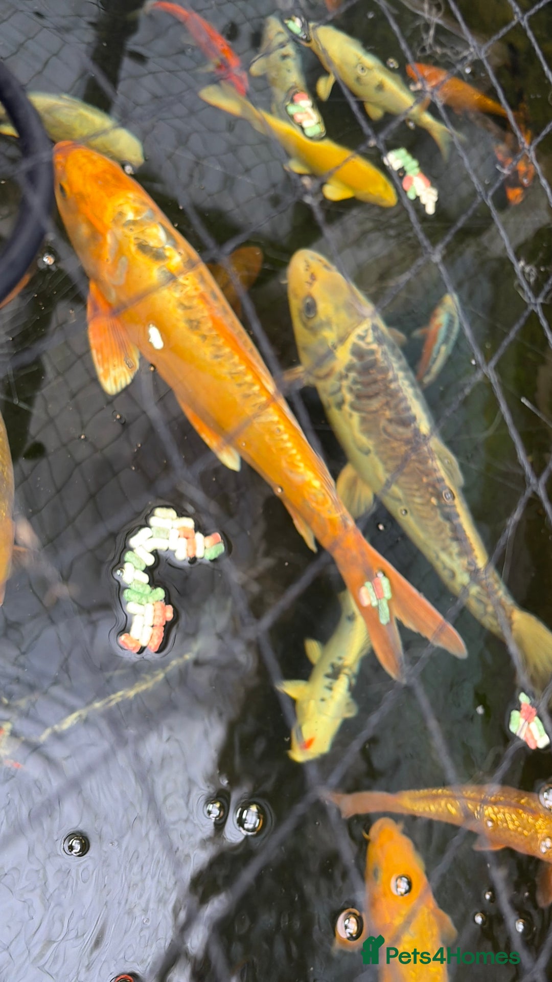 Koi Carp fish for sale: Brown Chagoi koi  - Advert 8