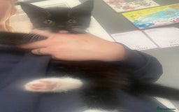 Mixed Breed cats for sale: 2 stunning little kittens for sale - Image 8