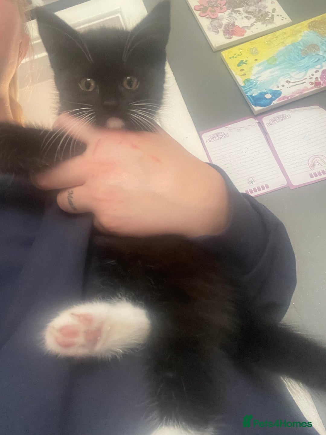 Mixed Breed cats for sale: 2 stunning little kittens for sale - Image 8