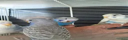 Budgerigars birds for sale: Super silly hand tamed baby budgies  - Advert 6