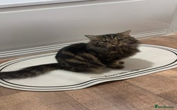 Maine Coon cats for sale: Mainecoon X Siberian  - Image 10