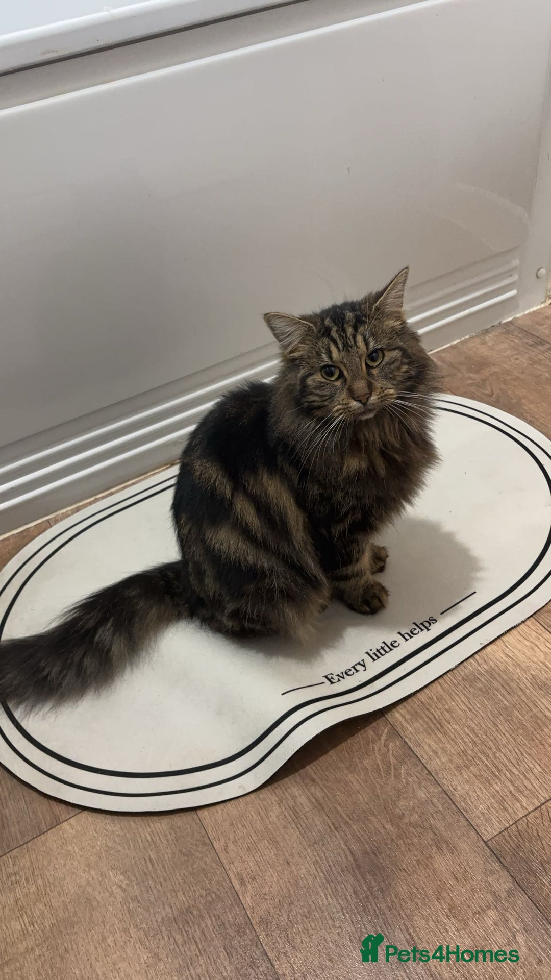 Maine Coon cats for sale: Mainecoon X Siberian  - Image 10