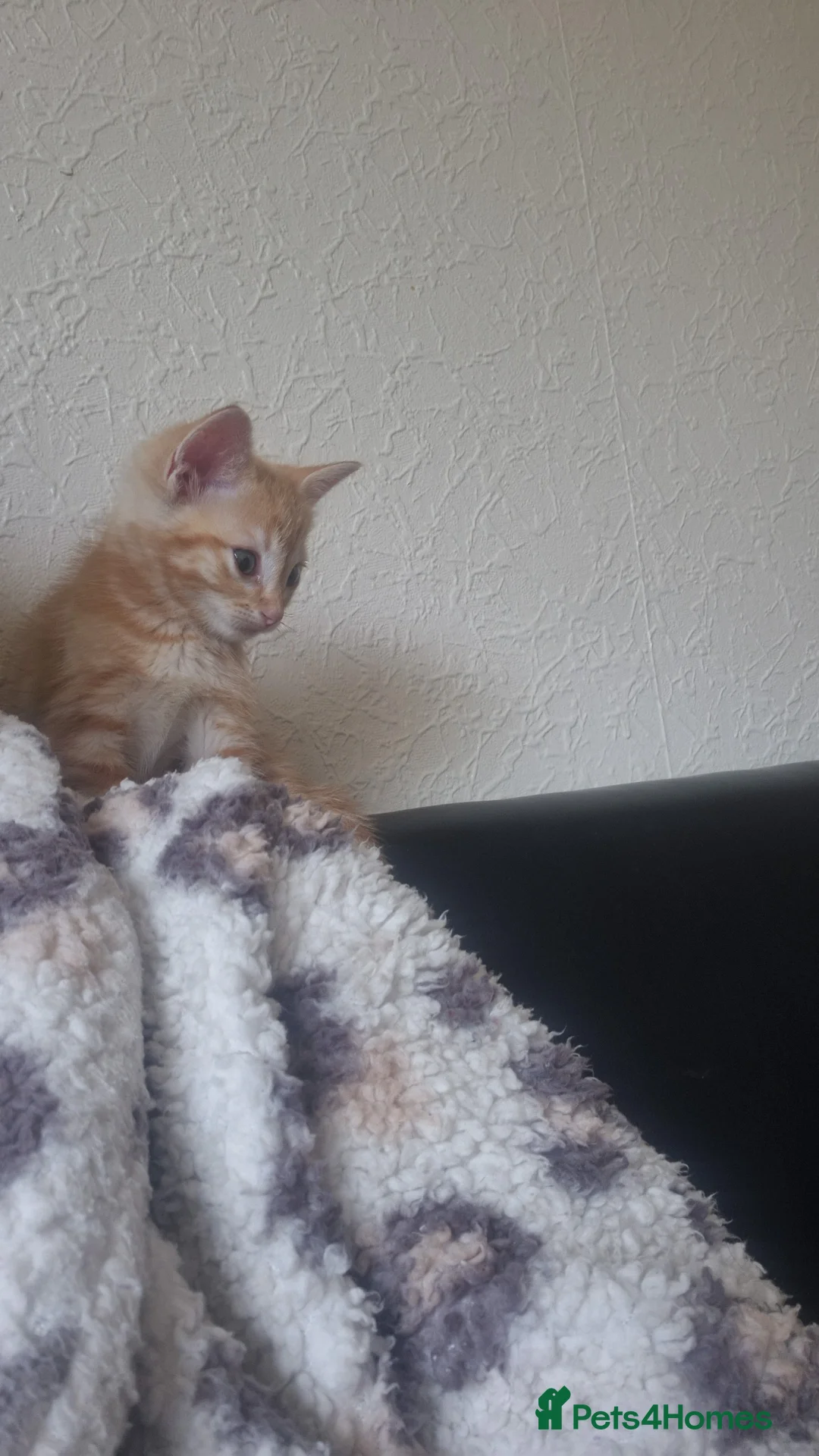Ragdoll cats for sale: Ragdoll kitten  in Huddersfield - Advert 2