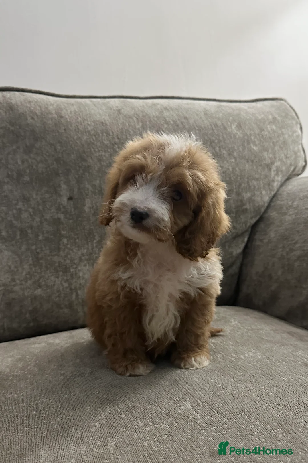 Cockapoo dogs for sale: Adorable Cockapoos’s looking for family homes - Advert 20