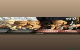 Mixed Breed dogs for sale: French bulldog x spaniels  - Image 2