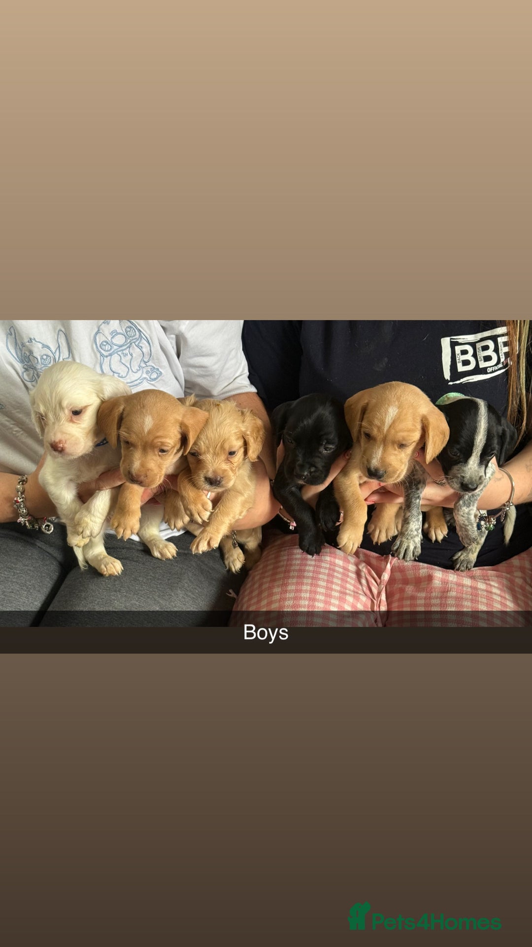 Mixed Breed dogs for sale: French bulldog x spaniels  - Image 2