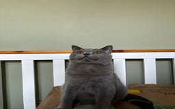 British Shorthair cats for sale: Beautiful British Shorthair kittens - Image 17