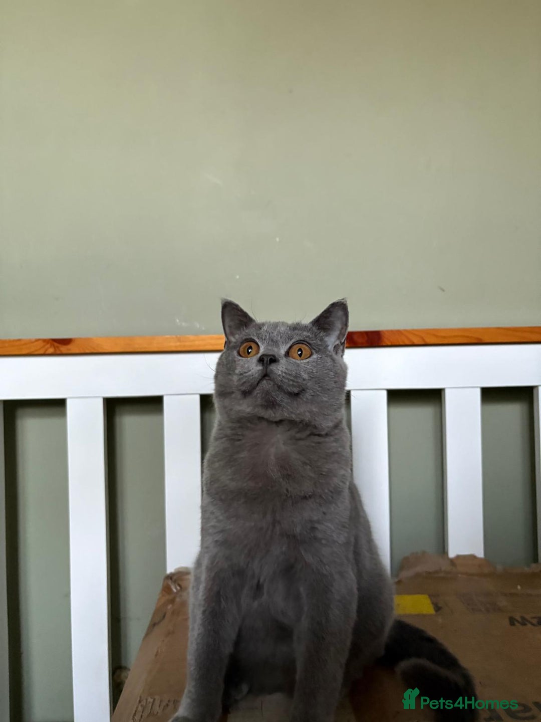 British Shorthair cats for sale: Beautiful British Shorthair kittens - Image 17
