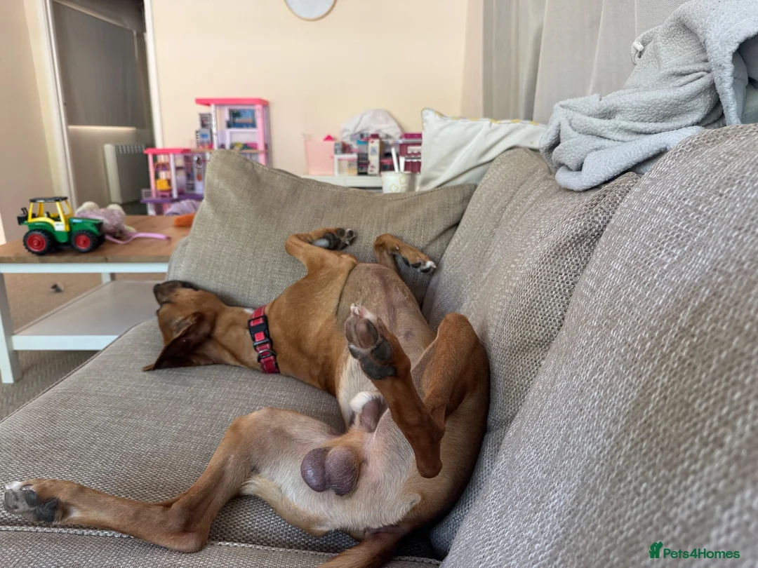 Mixed Breed dogs for sale: Luka, staff x lurcher - Advert 2
