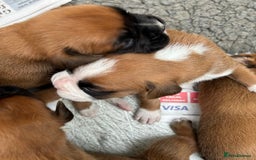 Boxer dogs for sale: 5 STAR LICENSE BREDDER   22 years experience  - Image 9