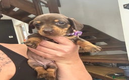 Miniature Dachshund dogs for sale: BEAUTIFUL MINIATURE DACHSHUND PUPPIES - Image 3