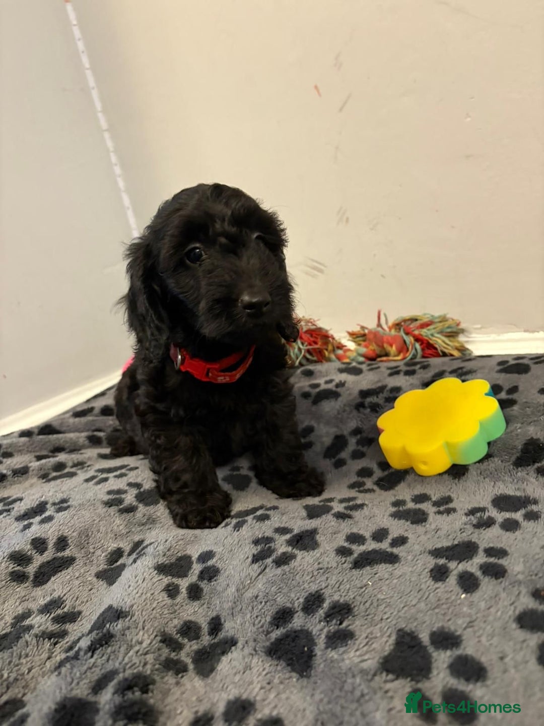 Mixed Breed dogs for sale: dixie pop puppies for sale - Image 14