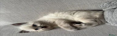 Boy kitten 