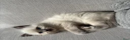 Ragdoll cats for sale: Ragdoll kitten - Advert 2