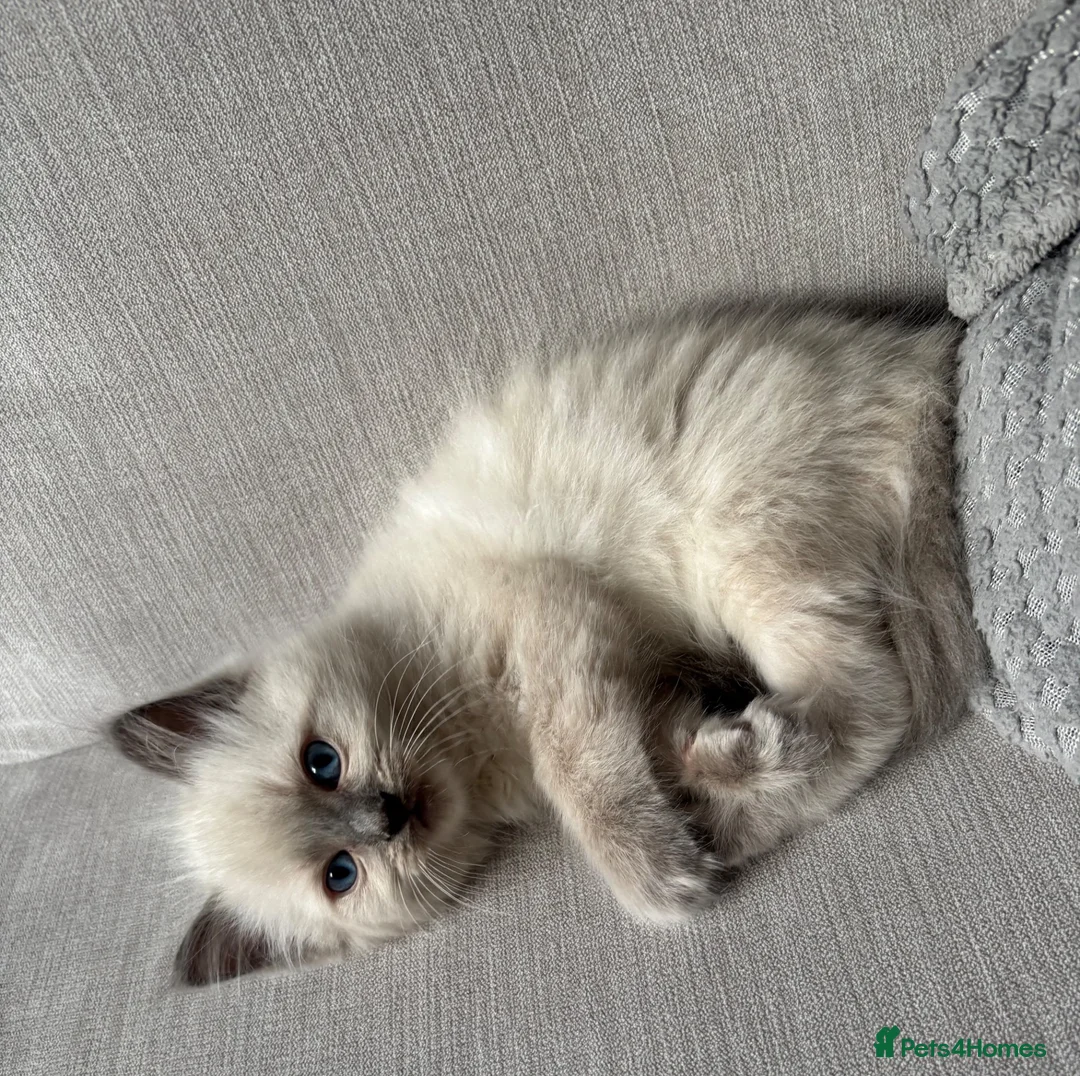 Ragdoll cats for sale: Ragdoll kitten - Advert 2
