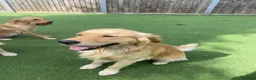 Golden Retriever dogs for sale: KC REGISTERED ®️ 5 STAR ⭐️ GOLDEN RETRIEVER 🐶  - Advert 28