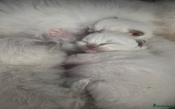 Ragdoll cats for sale: Absolutely Stunning litter of pure Ragdoll kittens - Image 3