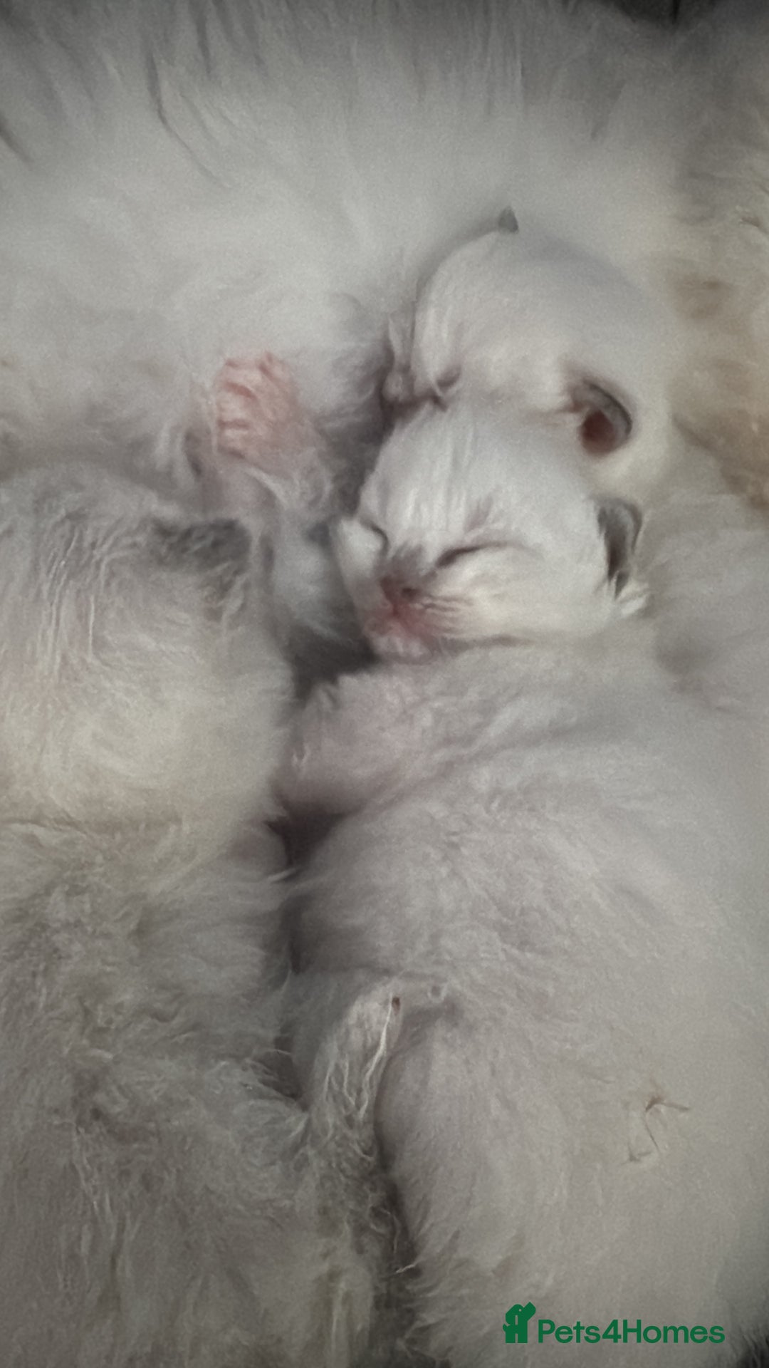 Ragdoll cats for sale: Absolutely Stunning litter of pure Ragdoll kittens - Image 3