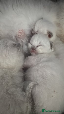 Ragdoll cats - Advert 1