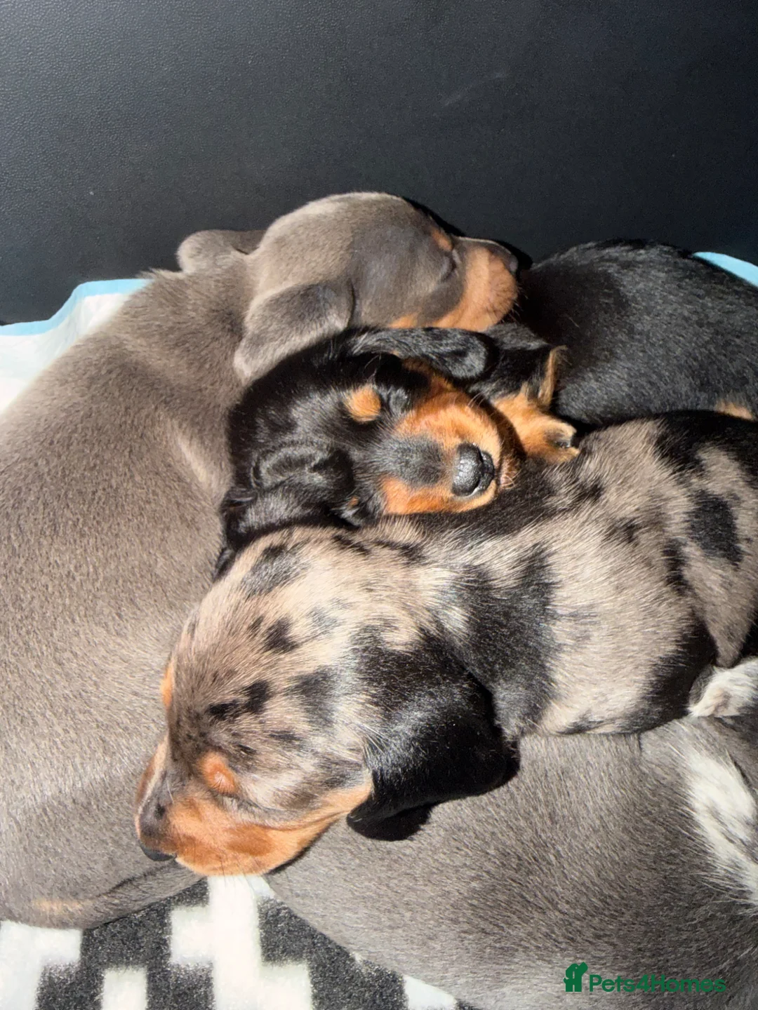 Miniature Dachshund dogs for sale: Mini dachshund  - Advert 2
