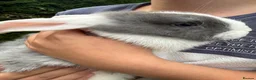 Mini Lop rabbits for sale: Mini Lop Baby Bunnies - Ready now  - Advert 9