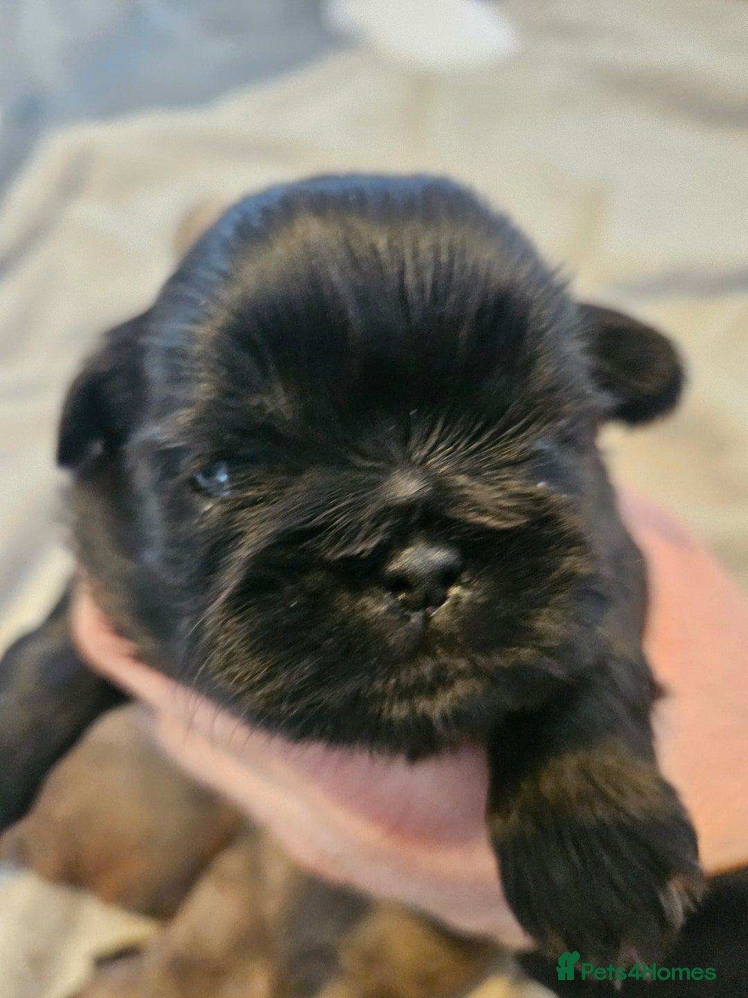 Shih Tzu dogs for sale: Shihtzu puppys  - Advert 7