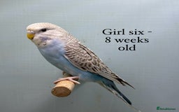 Budgerigars birds for sale: 8 week old Beautiful baby Budgies - Image 6