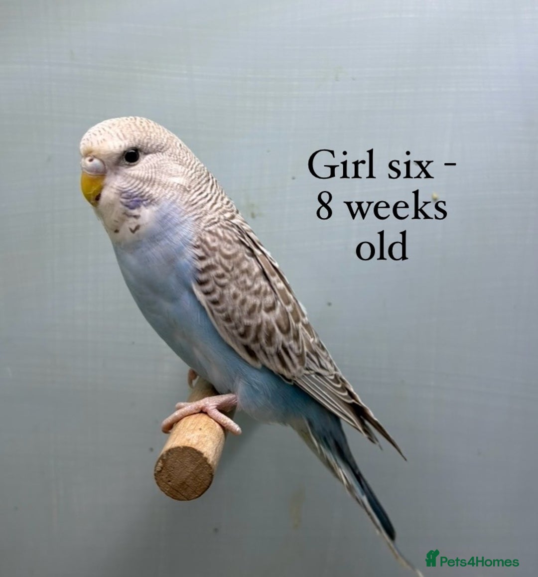 Budgerigars birds for sale: 8 week old Beautiful baby Budgies - Image 6