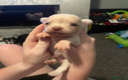 Chihuahua dogs for sale: Pure bred chihuahua pups for reserve - Image 10