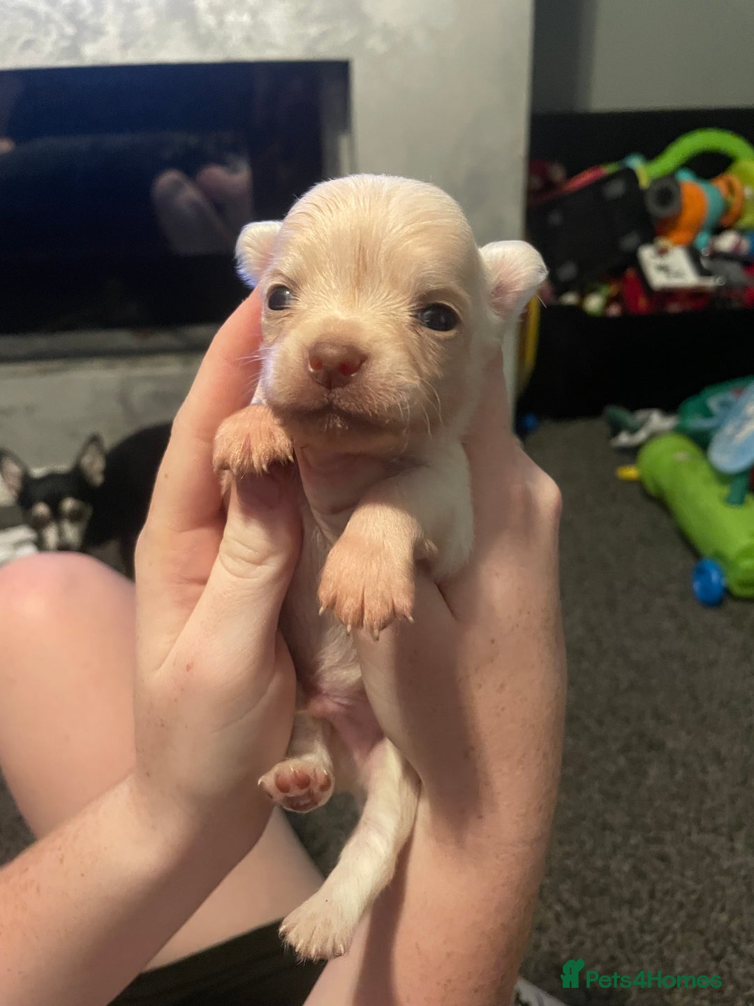 Chihuahua dogs for sale: Pure bred chihuahua pups for reserve - Image 10