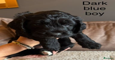 Sproodle dogs - Advert 14