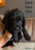 Sproodle dogs - Advert 14