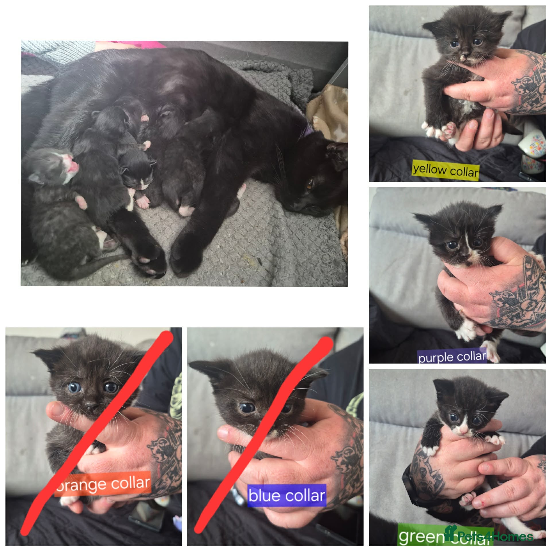 Mixed Breed cats Fluffy black and white female - Advert 1